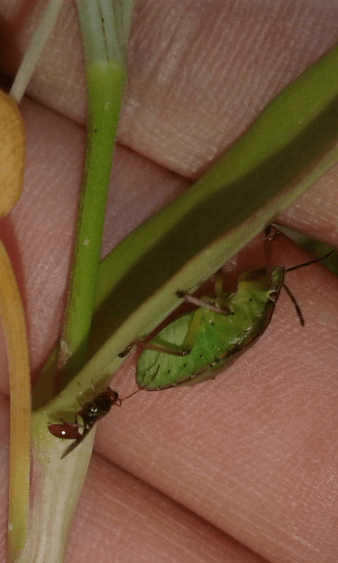 Imenottero che parassita cimice:  Aridelus rufotestaceus (Braconidae)